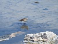 Vogel &ndash; &copy; Sabine Letzybyll (Eberhardt TRAVEL)