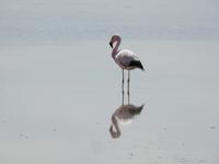 Flamingo &ndash; &copy; Sabine Letzybyll (Eberhardt TRAVEL)