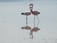 Flamingos  &ndash; &copy; Sabine Letzybyll (Eberhardt TRAVEL)