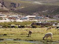 Lamas &ndash; &copy; Sabine Letzybyll (Eberhardt TRAVEL)