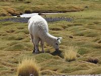 Lama 