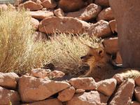 Fuchs bei Termas de Puritama &ndash; &copy; Sabine Letzybyll (Eberhardt TRAVEL)