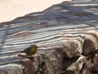 Vogel &ndash; &copy; Sabine Letzybyll (Eberhardt TRAVEL)