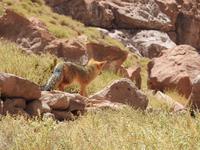 Fuchs geht &ndash; &copy; Sabine Letzybyll (Eberhardt TRAVEL)