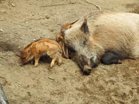 Wildschwein  &ndash; &copy; Sabine Letzybyll (Eberhardt TRAVEL)
