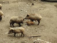 Wildschwein  &ndash; &copy; Sabine Letzybyll (Eberhardt TRAVEL)