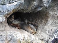 Seelöwen in Höhle - Ultima Esperanza Fjord Chile &ndash; &copy; Sabine Letzybyll (Eberhardt TRAVEL)
