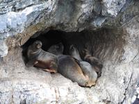 Seelöwen in Höhle - Ultima Esperanza Fjord Chile &ndash; &copy; Sabine Letzybyll (Eberhardt TRAVEL)