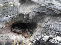 Seelöwen in Höhle - Ultima Esperanza Fjord Chile &ndash; &copy; Sabine Letzybyll (Eberhardt TRAVEL)