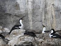 Kormorane Chile &ndash; &copy; Sabine Letzybyll (Eberhardt TRAVEL)