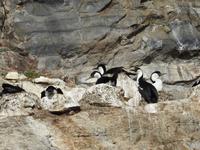 Kormorane Chile &ndash; &copy; Sabine Letzybyll (Eberhardt TRAVEL)