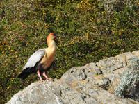 Goldhalsibis Chile &ndash; &copy; Sabine Letzybyll (Eberhardt TRAVEL)