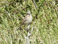 Vogel &ndash; &copy; Sabine Letzybyll (Eberhardt TRAVEL)