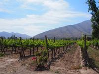 Weingut Santa Rita &ndash; &copy; Sinah Witzig (Eberhardt TRAVEL)