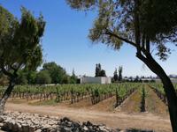 Weingut Santa Rita &ndash; &copy; Philip Seidel (Eberhardt TRAVEL)