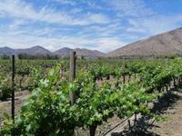 Weingut Santa Rita &ndash; &copy; Philip Seidel (Eberhardt TRAVEL)