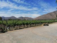 Weingut Santa Rita &ndash; &copy; Philip Seidel (Eberhardt TRAVEL)