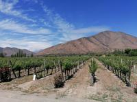 Weingut Santa Rita &ndash; &copy; Philip Seidel (Eberhardt TRAVEL)
