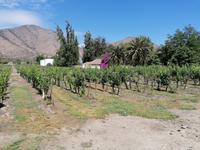 Weingut Santa Rita &ndash; &copy; Philip Seidel (Eberhardt TRAVEL)