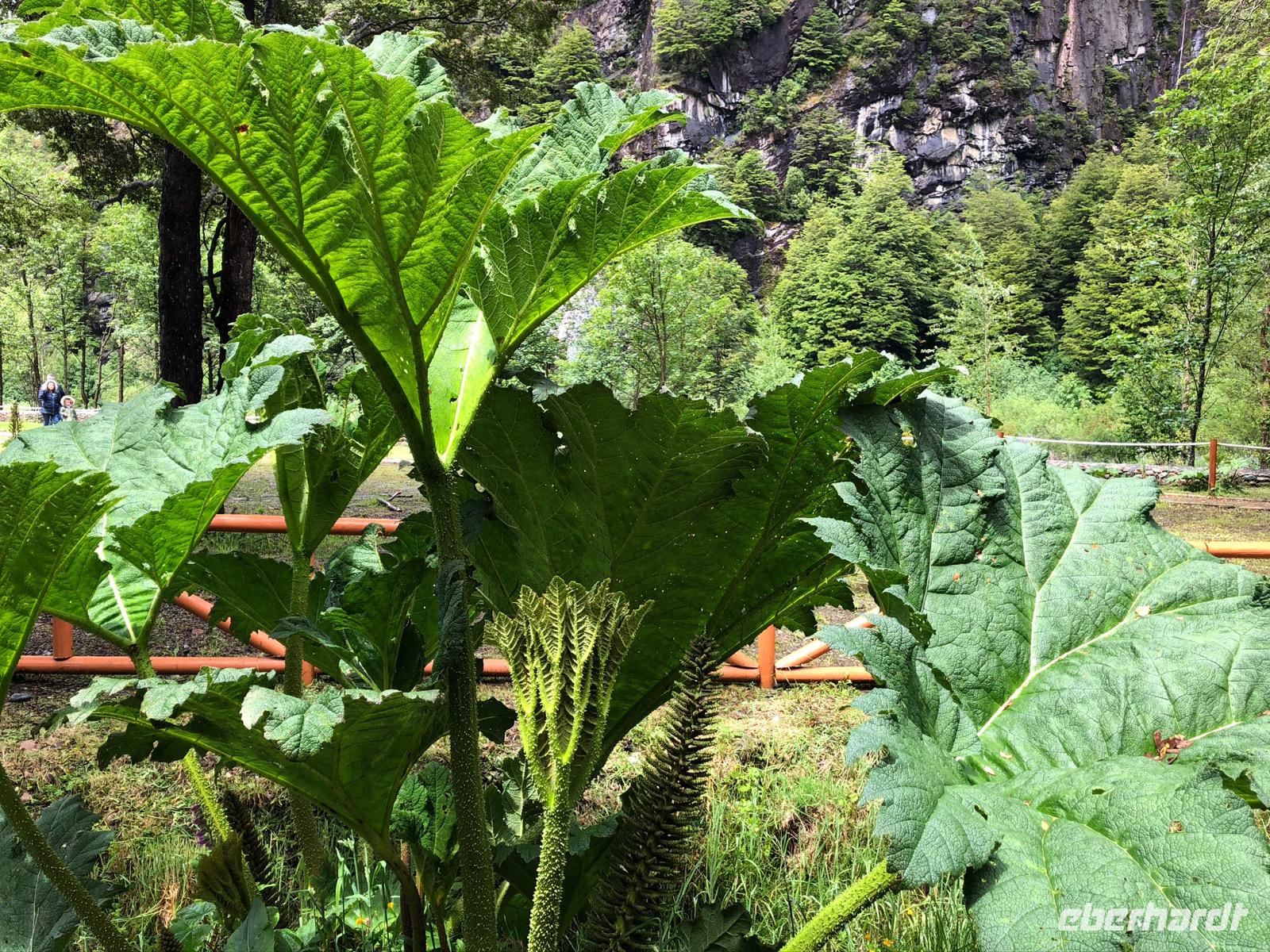 Aysen Chile &ndash; &copy; Sabine Letzybyll (Eberhardt TRAVEL)