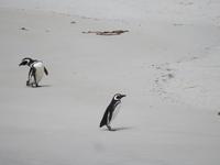 Stanley Falklandinseln &ndash; &copy; Sabine Letzybyll (Eberhardt TRAVEL)