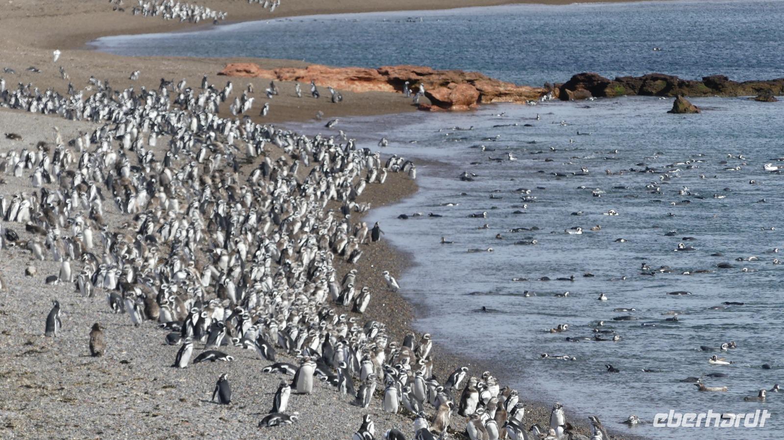 Punta Tombo, Magellanpinguine &ndash; &copy; Frank Nimschowski (Eberhardt TRAVEL)