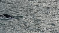 Wale im Beagle Kanal &ndash; &copy; Frank Nimschowski (Eberhardt TRAVEL)