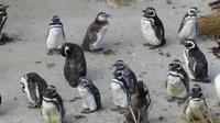 Falkland Inseln, Magellanpinguine &ndash; &copy; Frank Nimschowski (Eberhardt TRAVEL)