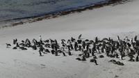 Falkland Inseln, Magellanpinguine &ndash; &copy; Frank Nimschowski (Eberhardt TRAVEL)