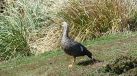 Falkland-Ente &ndash; &copy; Frank Nimschowski (Eberhardt TRAVEL)