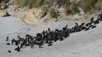 Falkland Inseln, Magellanpinguine &ndash; &copy; Frank Nimschowski (Eberhardt TRAVEL)