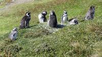 Falkland Inseln, Magellanpinguine &ndash; &copy; Frank Nimschowski (Eberhardt TRAVEL)