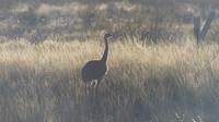 Nandu &ndash; &copy; Frank Nimschowski (Eberhardt TRAVEL)