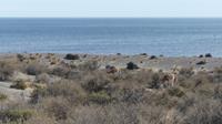Punta Tombo &ndash; &copy; Frank Nimschowski (Eberhardt TRAVEL)