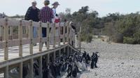 Punta Tombo &ndash; &copy; Frank Nimschowski (Eberhardt TRAVEL)