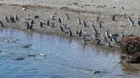 Punta Tombo, Magellanpinguine &ndash; &copy; Frank Nimschowski (Eberhardt TRAVEL)
