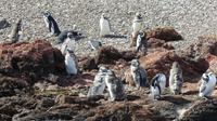 Punta Tombo, Magellanpinguine &ndash; &copy; Frank Nimschowski (Eberhardt TRAVEL)