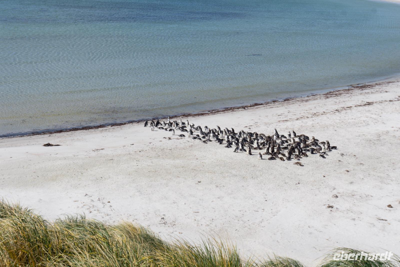 72_Falkland Inseln &ndash; &copy; Carina Henn (Eberhardt TRAVEL)