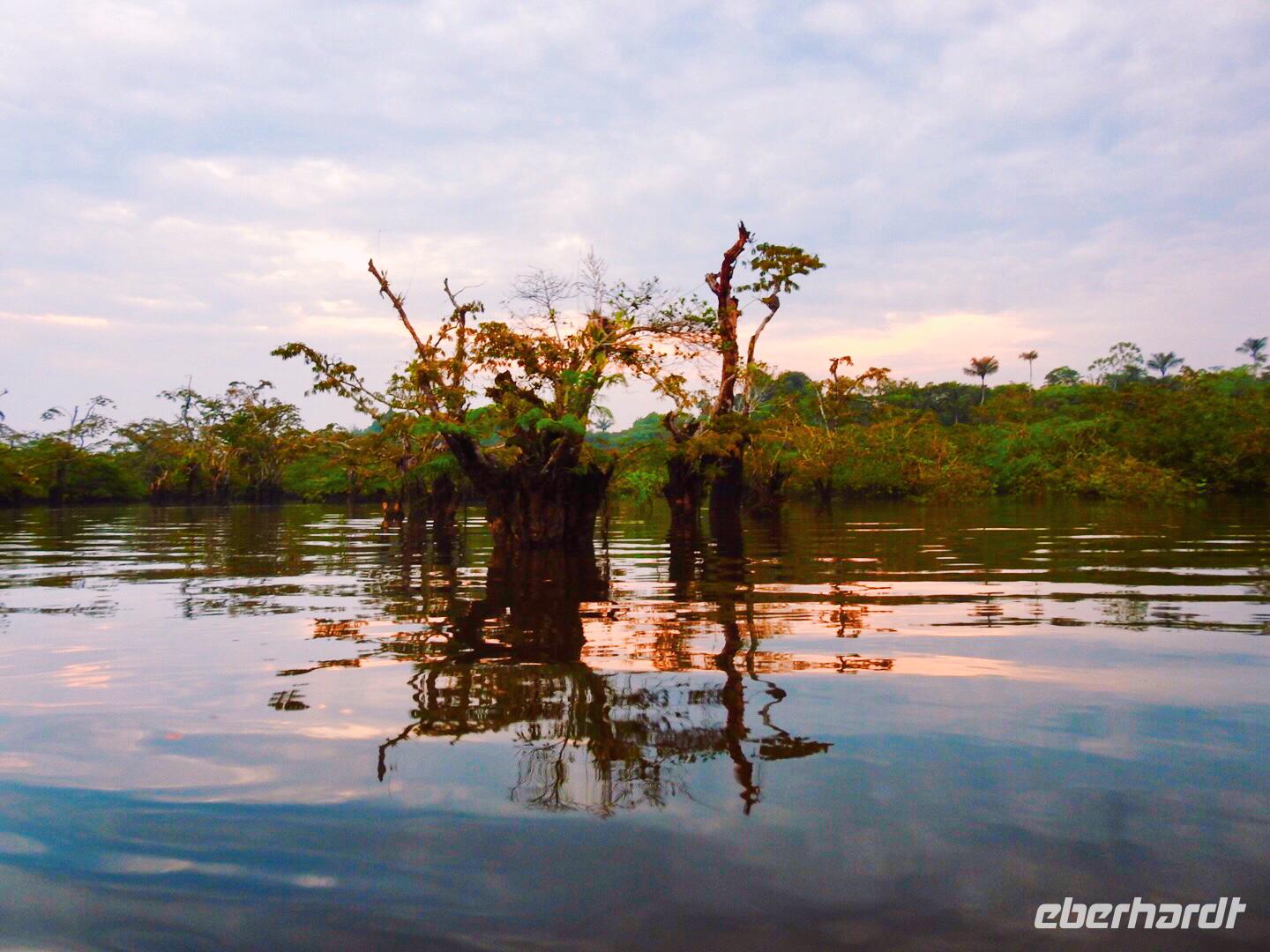 Regenwald - Ecuador &ndash; &copy; Sabine Letzybyll (Eberhardt TRAVEL)