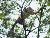 Affenmutter mit Kind - Putumayo - Ecuador &ndash; &copy; Sabine Letzybyll (Eberhardt TRAVEL)