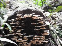 Regenwald - Ecuador - Pilze &ndash; &copy; Sabine Letzybyll (Eberhardt TRAVEL)