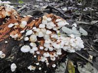 Regenwald - Ecuador &ndash; &copy; Sabine Letzybyll (Eberhardt TRAVEL)