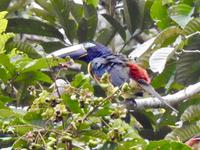 Tukan - Regenwald Ecuador &ndash; &copy; Sabine Letzybyll (Eberhardt TRAVEL)