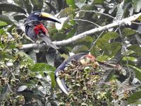 Tukan - Regenwald Ecuador &ndash; &copy; Sabine Letzybyll (Eberhardt TRAVEL)