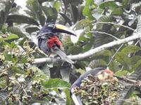 Tukan - Regenwald Ecuador &ndash; &copy; Sabine Letzybyll (Eberhardt TRAVEL)