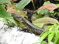 Echse - Regenwald Ecuador &ndash; &copy; Sabine Letzybyll (Eberhardt TRAVEL)