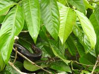 Boa - Regenwald Ecuador &ndash; &copy; Sabine Letzybyll (Eberhardt TRAVEL)
