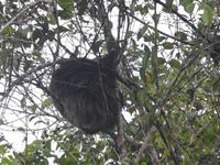 Faultier - Regenwald Ecuador &ndash; &copy; Sabine Letzybyll (Eberhardt TRAVEL)