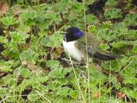 Kolibri Ecuador &ndash; &copy; Sabine Letzybyll (Eberhardt TRAVEL)