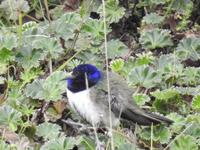 Kolibri Ecuador &ndash; &copy; Sabine Letzybyll (Eberhardt TRAVEL)